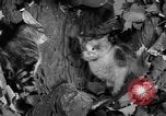 Image of 39th Annual Cat Show New York United States USA, 1941, second 41 stock footage video 65675056193