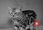 Image of 39th Annual Cat Show New York United States USA, 1941, second 42 stock footage video 65675056193