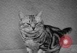 Image of 39th Annual Cat Show New York United States USA, 1941, second 43 stock footage video 65675056193