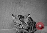 Image of 39th Annual Cat Show New York United States USA, 1941, second 44 stock footage video 65675056193
