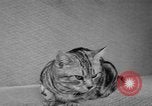 Image of 39th Annual Cat Show New York United States USA, 1941, second 45 stock footage video 65675056193