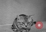 Image of 39th Annual Cat Show New York United States USA, 1941, second 46 stock footage video 65675056193