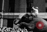Image spectacle de cirque New York City USA, 1957, de la seconde 13 séquences d'archives historiques vidéo 65675056223