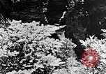 Image of Southern Mountains United States USA, 1935, second 62 stock footage video 65675056229