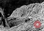 Image of sugarcane processing United States USA, 1935, second 43 stock footage video 65675056236