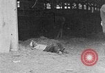 Immagine di I ragazzi americani United States USA, 1935, secondo 40 filmato di repertorio 65675056246