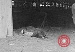 Immagine di I ragazzi americani United States USA, 1935, secondo 41 filmato di repertorio 65675056246
