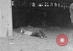 Immagine di I ragazzi americani United States USA, 1935, secondo 42 filmato di repertorio 65675056246