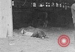 Immagine di I ragazzi americani United States USA, 1935, secondo 43 filmato di repertorio 65675056246