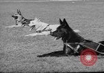 Image of trained dogs Chicago Illinois USA, 1938, second 8 stock footage video 65675056261