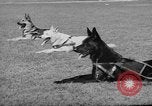 Image of trained dogs Chicago Illinois USA, 1938, second 9 stock footage video 65675056261