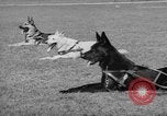 Image of trained dogs Chicago Illinois USA, 1938, second 10 stock footage video 65675056261