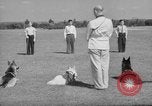 Image of trained dogs Chicago Illinois USA, 1938, second 11 stock footage video 65675056261