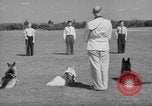 Image of trained dogs Chicago Illinois USA, 1938, second 12 stock footage video 65675056261