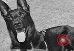 Image of trained dogs Chicago Illinois USA, 1938, second 15 stock footage video 65675056261