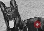 Image of trained dogs Chicago Illinois USA, 1938, second 16 stock footage video 65675056261