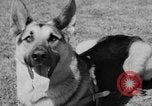 Image of trained dogs Chicago Illinois USA, 1938, second 21 stock footage video 65675056261
