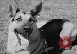 Image of trained dogs Chicago Illinois USA, 1938, second 22 stock footage video 65675056261