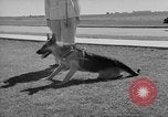 Image of trained dogs Chicago Illinois USA, 1938, second 27 stock footage video 65675056261