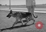 Image of trained dogs Chicago Illinois USA, 1938, second 28 stock footage video 65675056261
