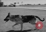 Image of trained dogs Chicago Illinois USA, 1938, second 29 stock footage video 65675056261