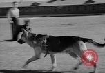 Image of trained dogs Chicago Illinois USA, 1938, second 30 stock footage video 65675056261
