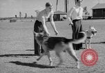 Image of trained dogs Chicago Illinois USA, 1938, second 31 stock footage video 65675056261
