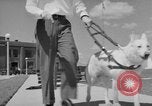 Image of trained dogs Chicago Illinois USA, 1938, second 47 stock footage video 65675056261