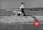 Image of trained dogs Chicago Illinois USA, 1938, second 57 stock footage video 65675056261