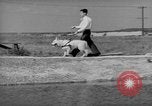Image of trained dogs Chicago Illinois USA, 1938, second 58 stock footage video 65675056261