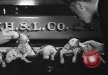 Image of nine mascot pups New York United States USA, 1940, second 11 stock footage video 65675056285