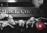 Image of nine mascot pups New York United States USA, 1940, second 12 stock footage video 65675056285