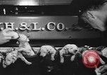 Image of nine mascot pups New York United States USA, 1940, second 13 stock footage video 65675056285