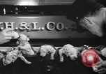 Image of nine mascot pups New York United States USA, 1940, second 14 stock footage video 65675056285