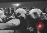 Image of nine mascot pups New York United States USA, 1940, second 15 stock footage video 65675056285