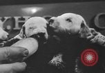 Image of nine mascot pups New York United States USA, 1940, second 16 stock footage video 65675056285