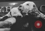 Image of nine mascot pups New York United States USA, 1940, second 17 stock footage video 65675056285