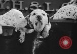 Image of nine mascot pups New York United States USA, 1940, second 18 stock footage video 65675056285