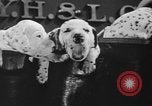 Image of nine mascot pups New York United States USA, 1940, second 19 stock footage video 65675056285
