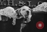 Image of nine mascot pups New York United States USA, 1940, second 20 stock footage video 65675056285