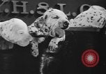 Image of nine mascot pups New York United States USA, 1940, second 21 stock footage video 65675056285