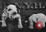 Image of nine mascot pups New York United States USA, 1940, second 22 stock footage video 65675056285