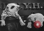 Image of nine mascot pups New York United States USA, 1940, second 23 stock footage video 65675056285
