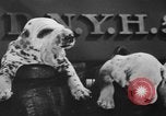 Image of nine mascot pups New York United States USA, 1940, second 24 stock footage video 65675056285