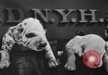 Image of nine mascot pups New York United States USA, 1940, second 25 stock footage video 65675056285