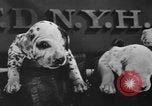 Image of nine mascot pups New York United States USA, 1940, second 27 stock footage video 65675056285