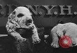 Image of nine mascot pups New York United States USA, 1940, second 29 stock footage video 65675056285
