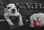 Image of nine mascot pups New York United States USA, 1940, second 30 stock footage video 65675056285
