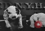 Image of nine mascot pups New York United States USA, 1940, second 31 stock footage video 65675056285