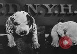 Image of nine mascot pups New York United States USA, 1940, second 32 stock footage video 65675056285